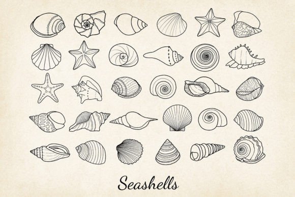Download 30 X Hand-drawn Seashells SVG, EPS, PNG - Svg Collection