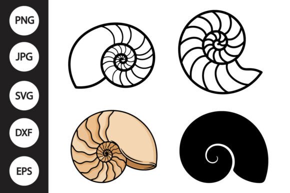 Download Nautilus Shell SVG - Svg Collection