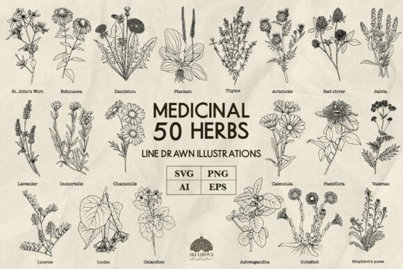 Download Medicinal Herbs Line Art Svg Png Vector - Svg Collection